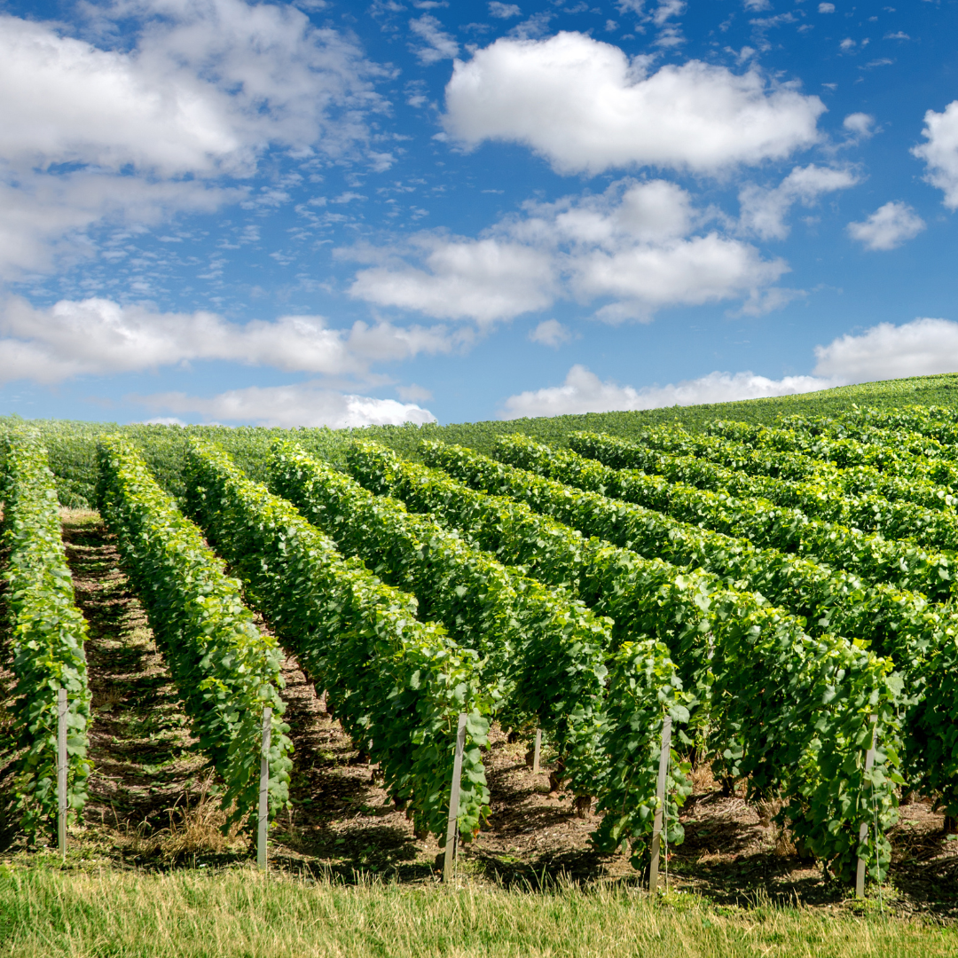 Vin Français